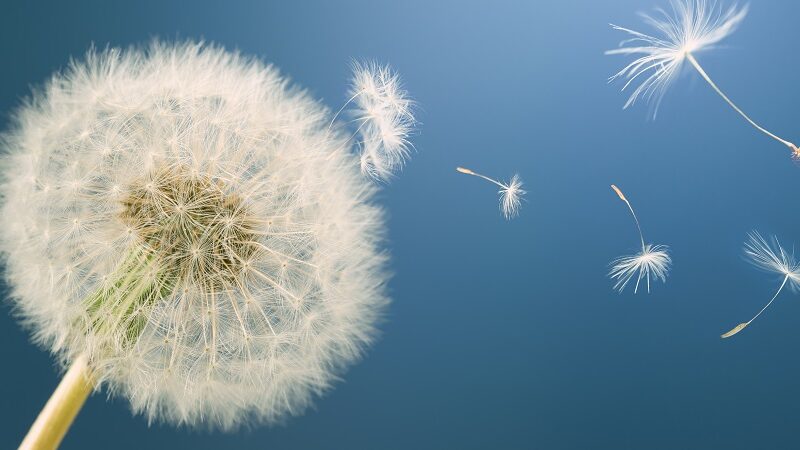Thinking Like a Dandelion