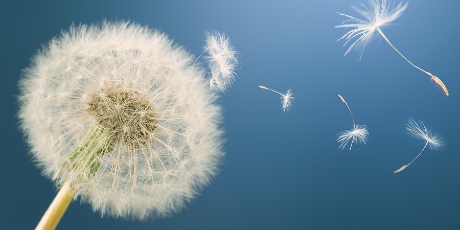 Thinking Like a Dandelion